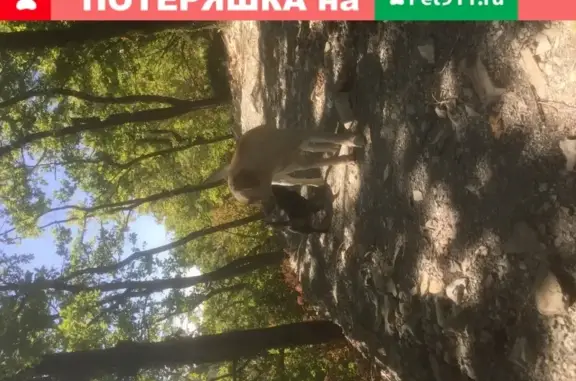 Найдена собака возле Гизель-дере в Краснодарском крае.