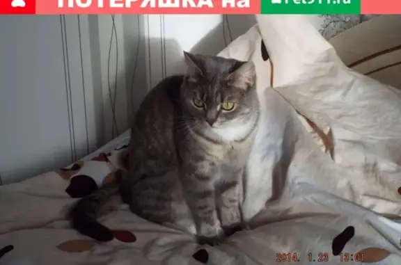 Пропала кошка Зайка в Кремёнках, Калужская область