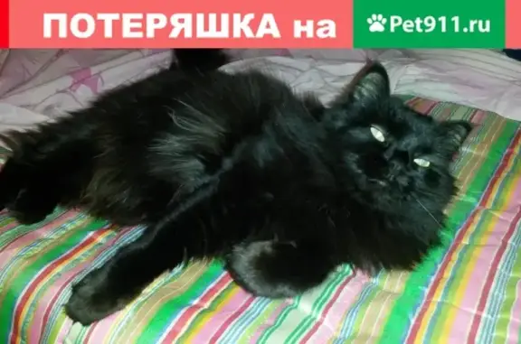 Пропала кошка в Перми, ул. Ишимская 17