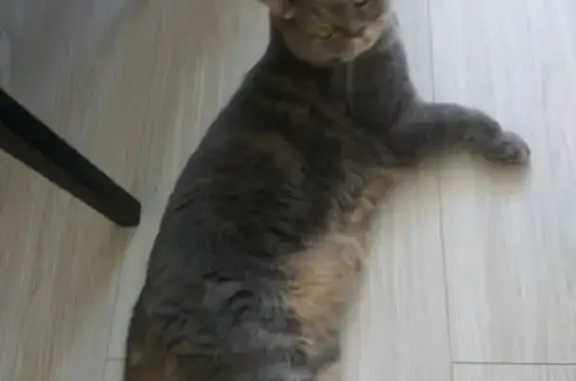 Пропала кошка Пушок в Краснодаре