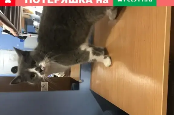 Найден кот на пересечении Кирова-советская, Томск