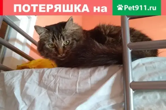 Кошки потеряшки, Москва, фото: Потеряшка кошка Мурка в Москве.