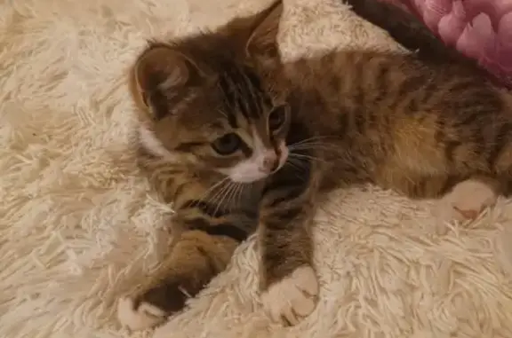 Найдена домашняя кошка в районе Тенистой аллеи, Калининград