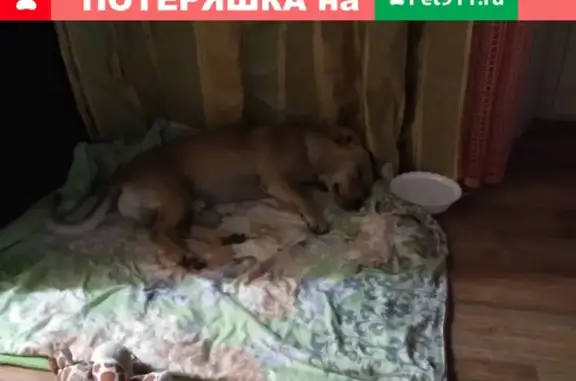 Найдена собака возле ул. Мысхакского шоссе, ищет новый дом.