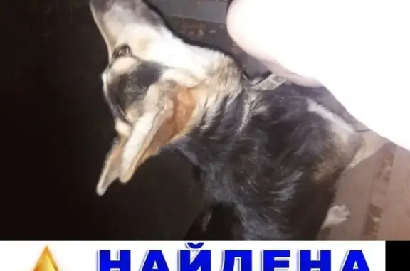 Найден пес на улице Ванеева 86, Нижний Новгород