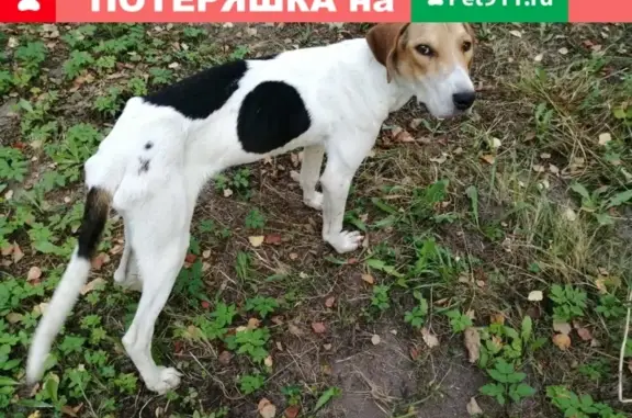 Найдена собака в поселке Дружба, Новозыбковский р-н.