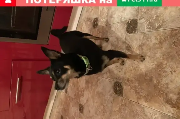 Найдена зеленый ошейник собака в Воскресенском, Московская обл.