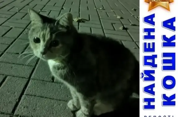 Кошка в жёлтом ошейнике возле метро Александра Невского, СПб