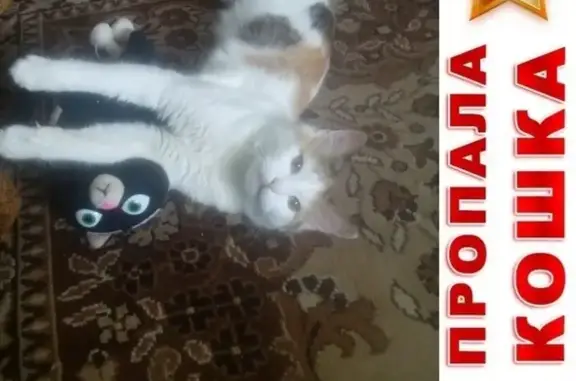 Объявления о пропавших и найденных животных, Гагарин, фото: Пропала кошка Муся в Гагарине на ул. Строителей
