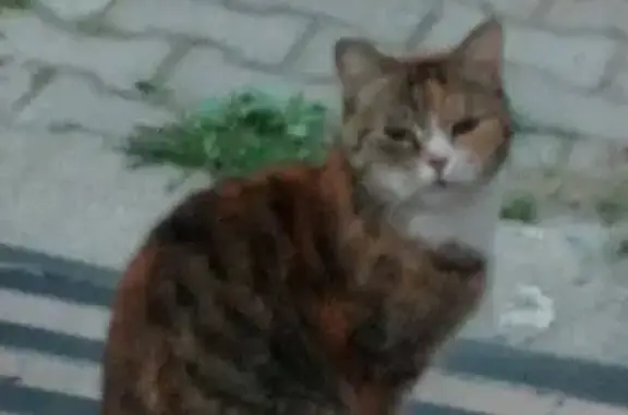 Найдена ручная кошка в Пушкино, Мкр. Междуречье