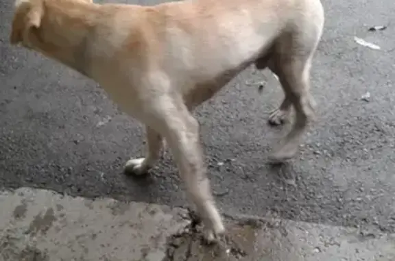 Собака Лабрадор на ул. Киевской, Томск, Россия