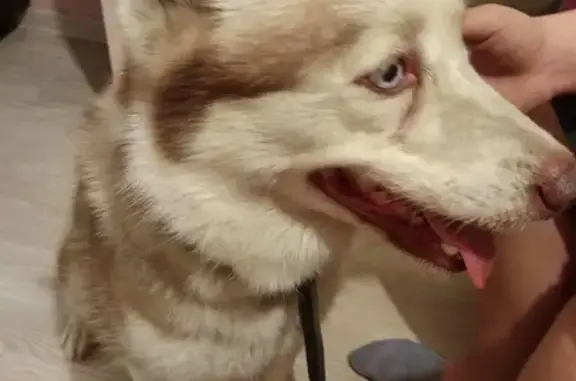 Собака найдена в Рязани, Россия