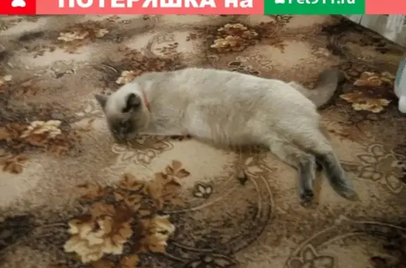 Пропала кошка в Богашево, Остановка Гаражи, Томск