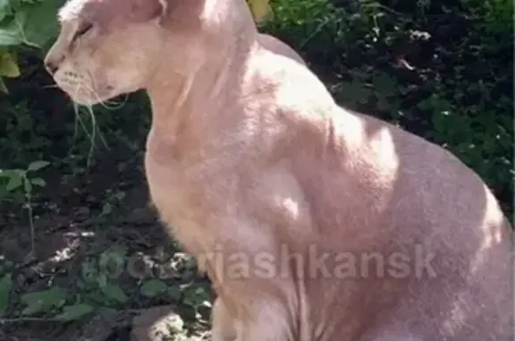 Объявления о пропавших и найденных животных, Новосибирск, фото: Пропала кошка в районе ДНТ Заря и Колос, Новосибирск