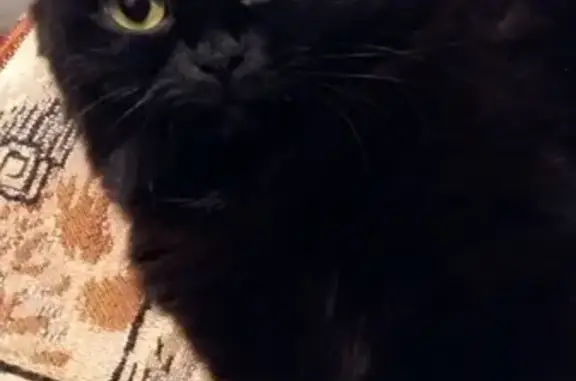 Кошки потеряшки, Ульяновск, фото: Потеряшка кошка на Ипподромной, Ульяновск [id140784840]