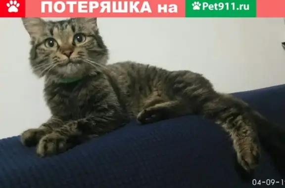Найдена кошка на ул. Ак. Сахарова, Тюмень