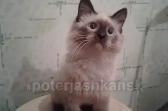 Найден котенок по адресу Сибиряков-Гвардейцев 44/5 в Новосибирске