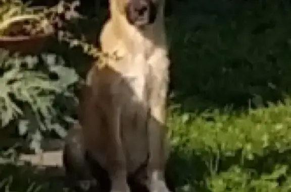 Найдена рыжая собака в СНТ Острожки, Домодедово.