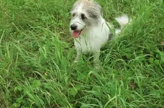 Пропала собака Рекс в Туймазах