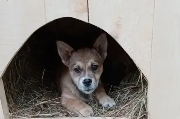Пропала собака в Горнозаводске, помогите найти!