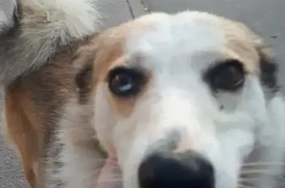 Найдена собака в ошейнике в Самаре