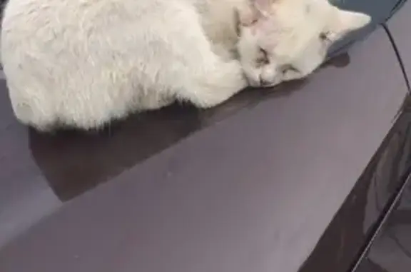Белый кот без хвоста найден в Екатеринбурге