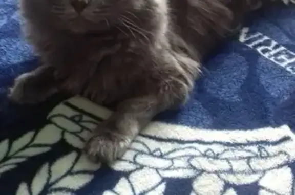 Кошки потеряшки, Колпашево, фото: Потеряшка кот на Кирова40, помогите!