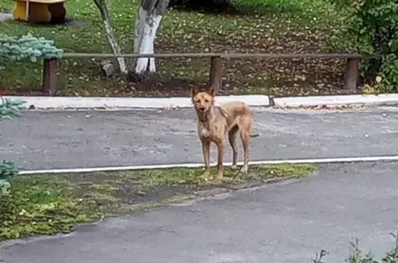 Найдена собака в ошейнике в Челябинске