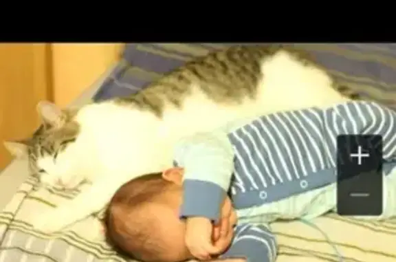 Кошки потеряшки, Санкт-Петербург, фото: Потеряшка кот на Союзном пр. в СПб.