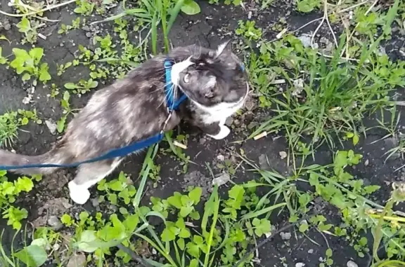 Пропала кошка Марта в Новокузнецке, Воровского 13