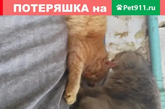 Пропала кошка в Кирове, кличка Рыжик
