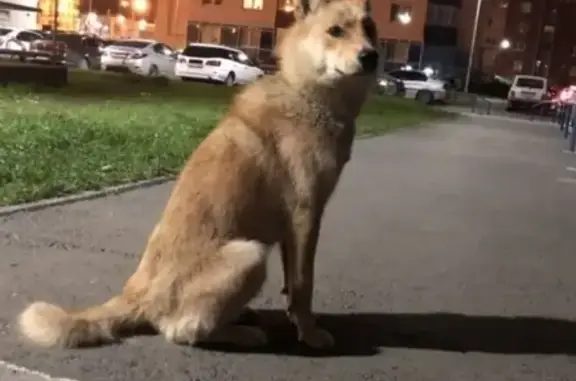 Найден рыжий пёс в Краснолесье, Екатеринбург