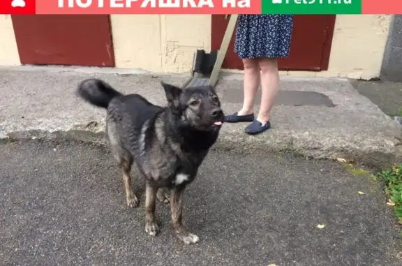 Найдена собака на ул. Ивана Фомина, СПб