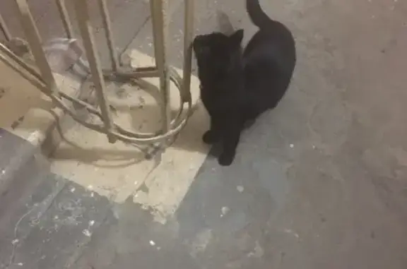 Найдена кошка на Первомайской, 29!