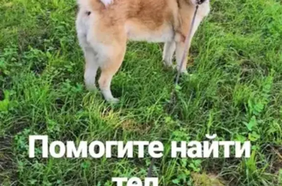 Пропала собака в Авиастроительном р-не Казани