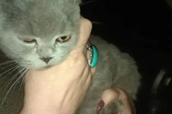 Найден котёнок на перекрёстке в Торопце