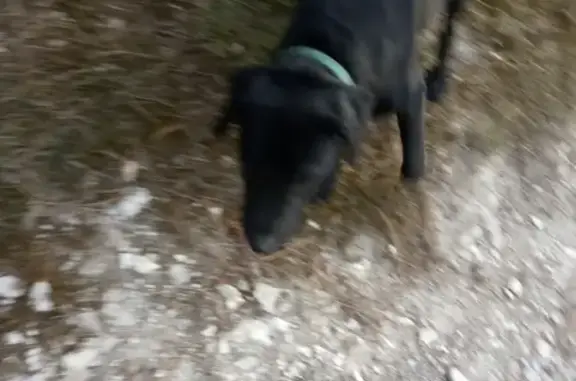 Потерянный пёс найден в Белогорске, Крым