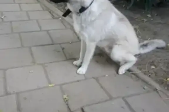 Пропала собака в Керчи, Крым