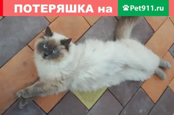 Пропала кошка на Калужской 3, вознаграждение!