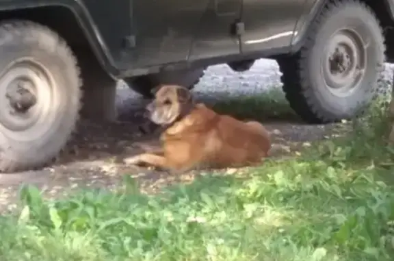 Найдена собака на улице Прыгунова, Н.Новгород.
