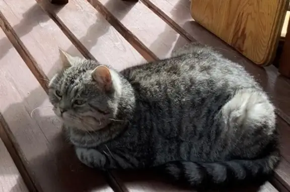 Потерян кот Чипполино в Приозерске