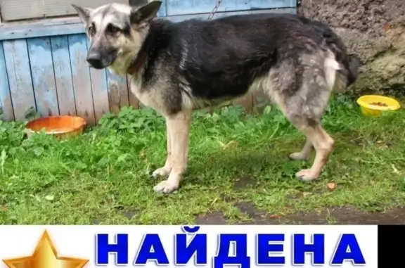 Найдена овчарка на ул. Большая Десятинная, СПб