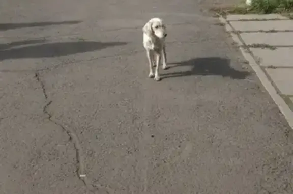 Собака найдена на Сосновой ул. 10, Братск.