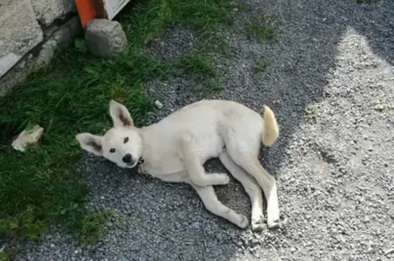 Пропала собака Дозор в Сафоново, Кемеровская область