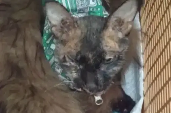 Найдена больная кошка в Краснодаре, нужна помощь!