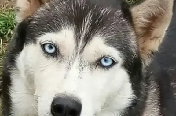 Собаки потеряшки, Нижний Новгород, фото: Потеряшка собака в Доскино, Нижний Новгород