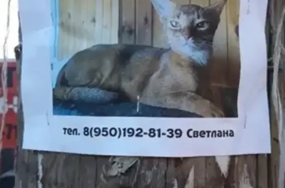 Пропала рыжая абиссинская кошка в Юго-Западном районе