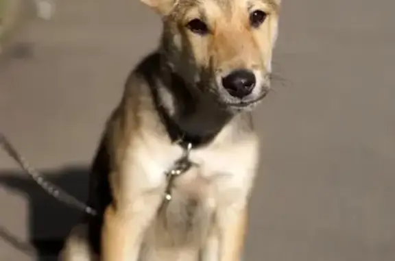 Найден щенок на перекрестке Гагарина и Гончарная в Вологде
