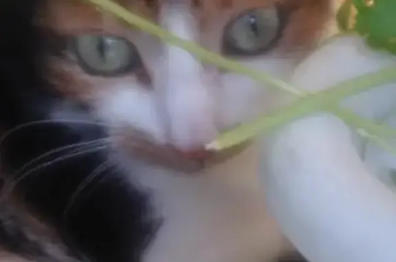 Кошки потеряшки, Москва, фото: Потеряшка трехцветная кошка на ул. Каховка, Москва