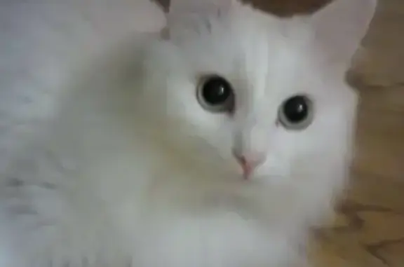 Пропала кошка на ул. Песочная во Владимире, белый ангорский кот с ошейником